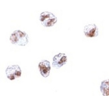 SCARA5 Antibody