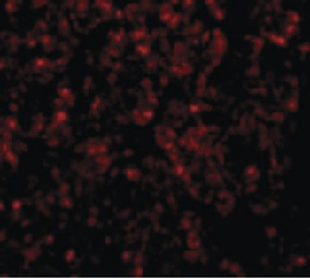 GOLPH3 Antibody