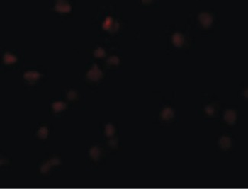 OCIAD2 Antibody