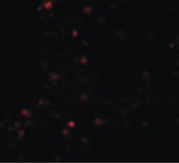 ZSCAN4 Antibody