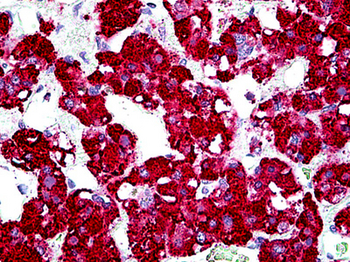 GPER1/GPR30 Antibody