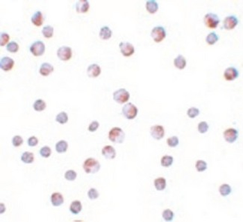 ATG9B Antibody