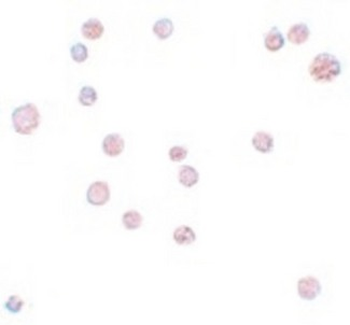 ATP11A Antibody