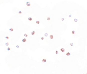 NLRC5/NOD4 Antibody