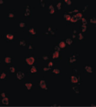 IPAF/NLRC4 Antibody