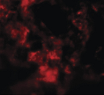 MFSD2A Antibody