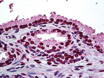 DLX2 Antibody
