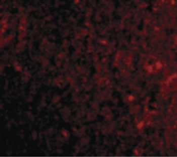 PDCD1/CD279/PD-1 Antibody