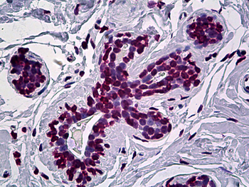 EN1/Engrailed Antibody
