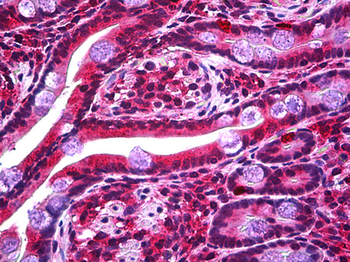 STOX2 Antibody