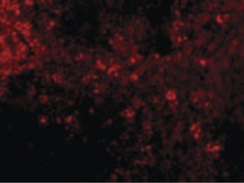 IRF7 Antibody