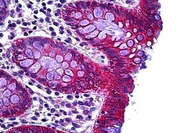 TTF/RHOH Antibody
