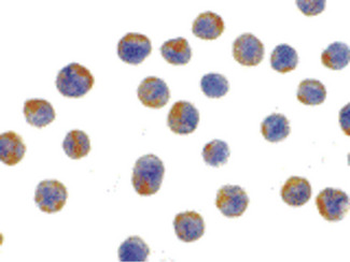 LAMP2/CD107b Antibody