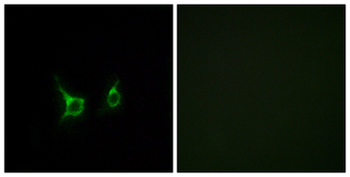 FFAR2/GPR43 Antibody