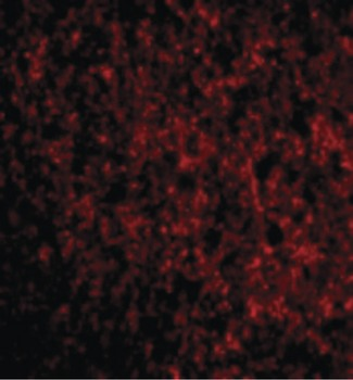 TMED10/TMP21 Antibody