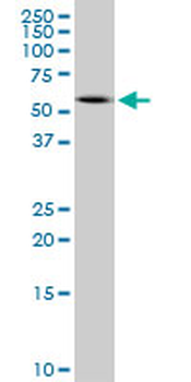 Peripherin Antibody