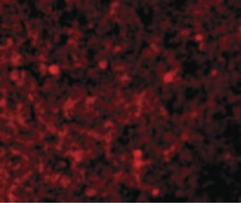 XAF1 Antibody