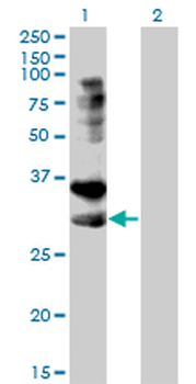 TNFRSF14/CD270/HVEM Antibody