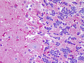 NLRP8 Antibody
