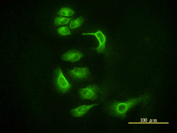 AGO2/EIF2C2 Antibody