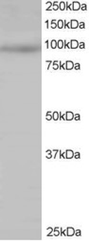MAP4K1/HPK1 Antibody