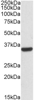 CNN2 Antibody