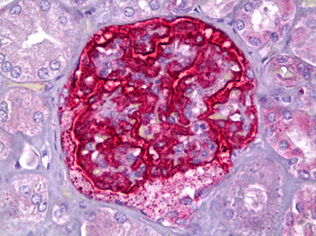 PJA2 Antibody