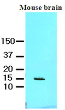FABP7/BLBP/MRG Antibody