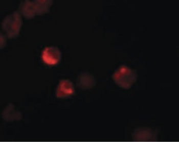 LIF Antibody