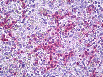 GPR34 Antibody