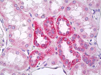 MARK2 Antibody