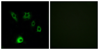 FGF18 Antibody