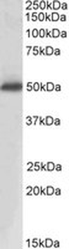 ACPP/PAP Antibody