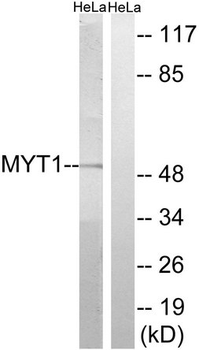 PKMYT1 Antibody