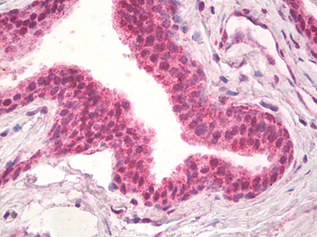 NPR3 Antibody