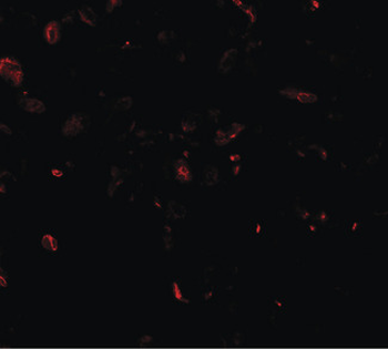 TFEB Antibody