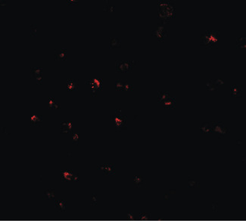 CITED2 Antibody