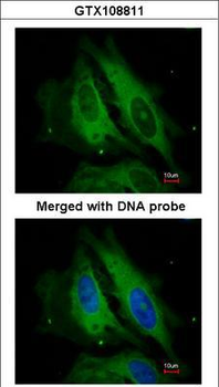 NOD1 Antibody