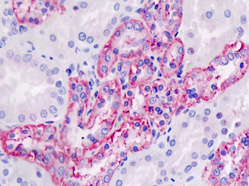 PLD4/Phospholipase D4 Antibody