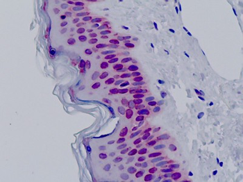 BAF53/ACTL6A Antibody