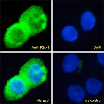 P2RX4/P2X4 Antibody