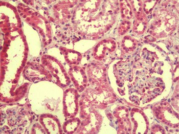 EMX1 Antibody