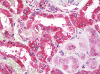 PDIA3/ERp57 Antibody