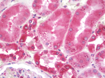 PDIA3/ERp57 Antibody