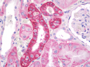 RAB8A/RAB8 Antibody