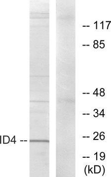 ID4 Antibody