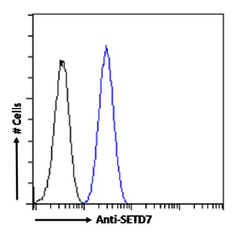 Anti-SETD7 [RAB-C220]