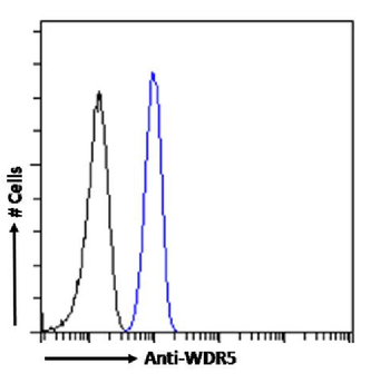 Anti-WDR5 [RAB-C223]