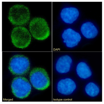 Anti-CD74 [LL1 (EPB1)]