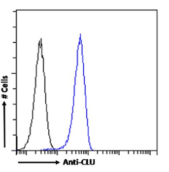 Anti-CLU [SAIC-43B-8]